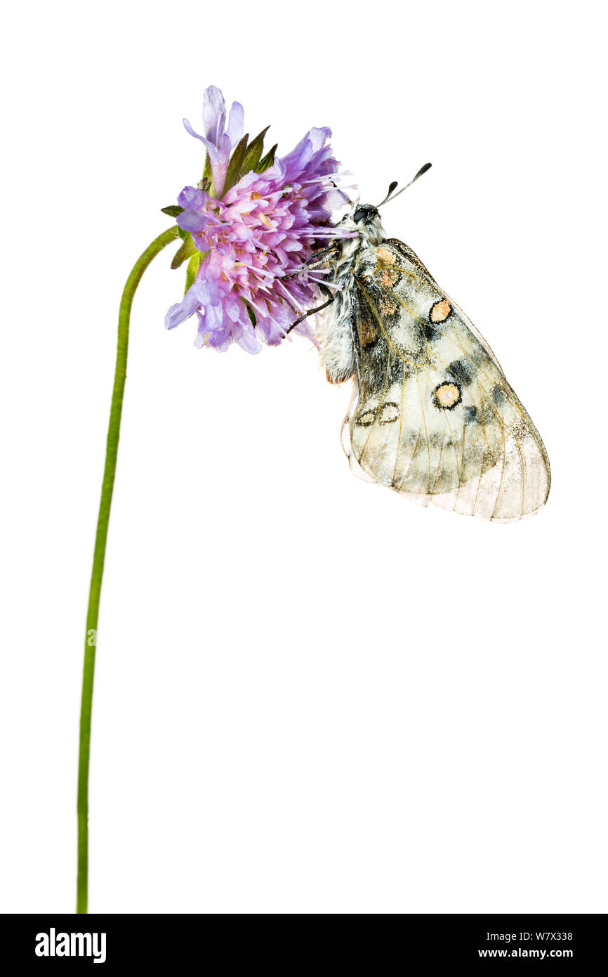 Apollo butterfly (Parnassius apollo) on scabious flower, Hautes-Alpes, Queyras Natural Park, France, July. meetyourneighbours.net project. Stock Photo