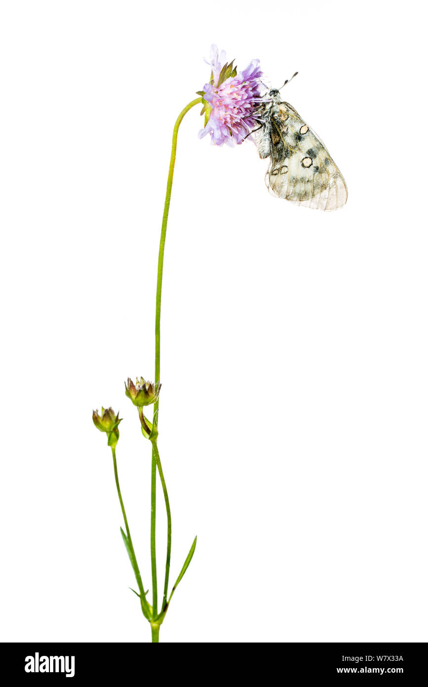 Apollo butterfly (Parnassius apollo) on scabious flower, Hautes-Alpes, Queyras Natural Park, France, July. meetyourneighbours.net project. Stock Photo