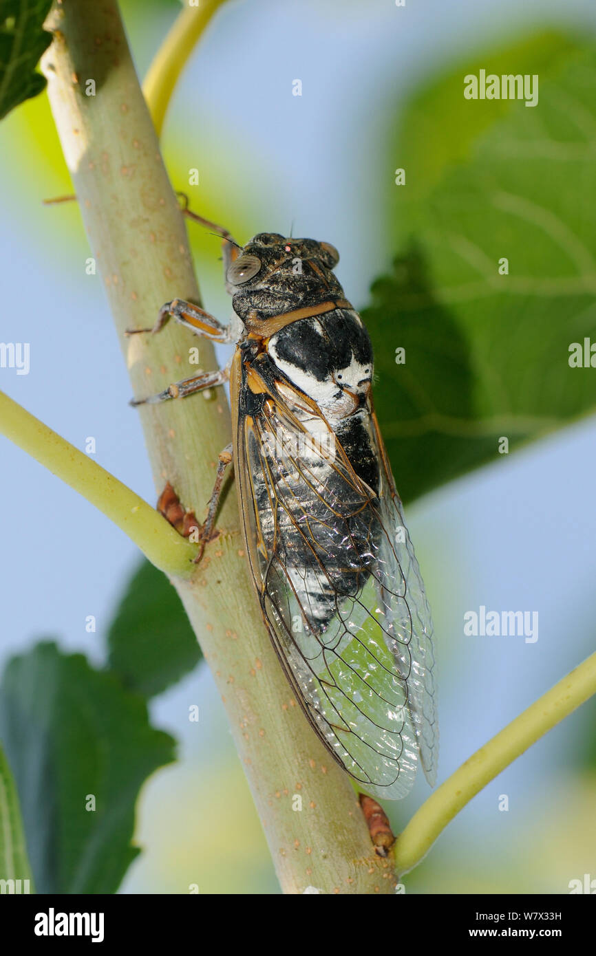 Male European / Common cicada (Lyrisytes plebejus) singing, Epidavros ...