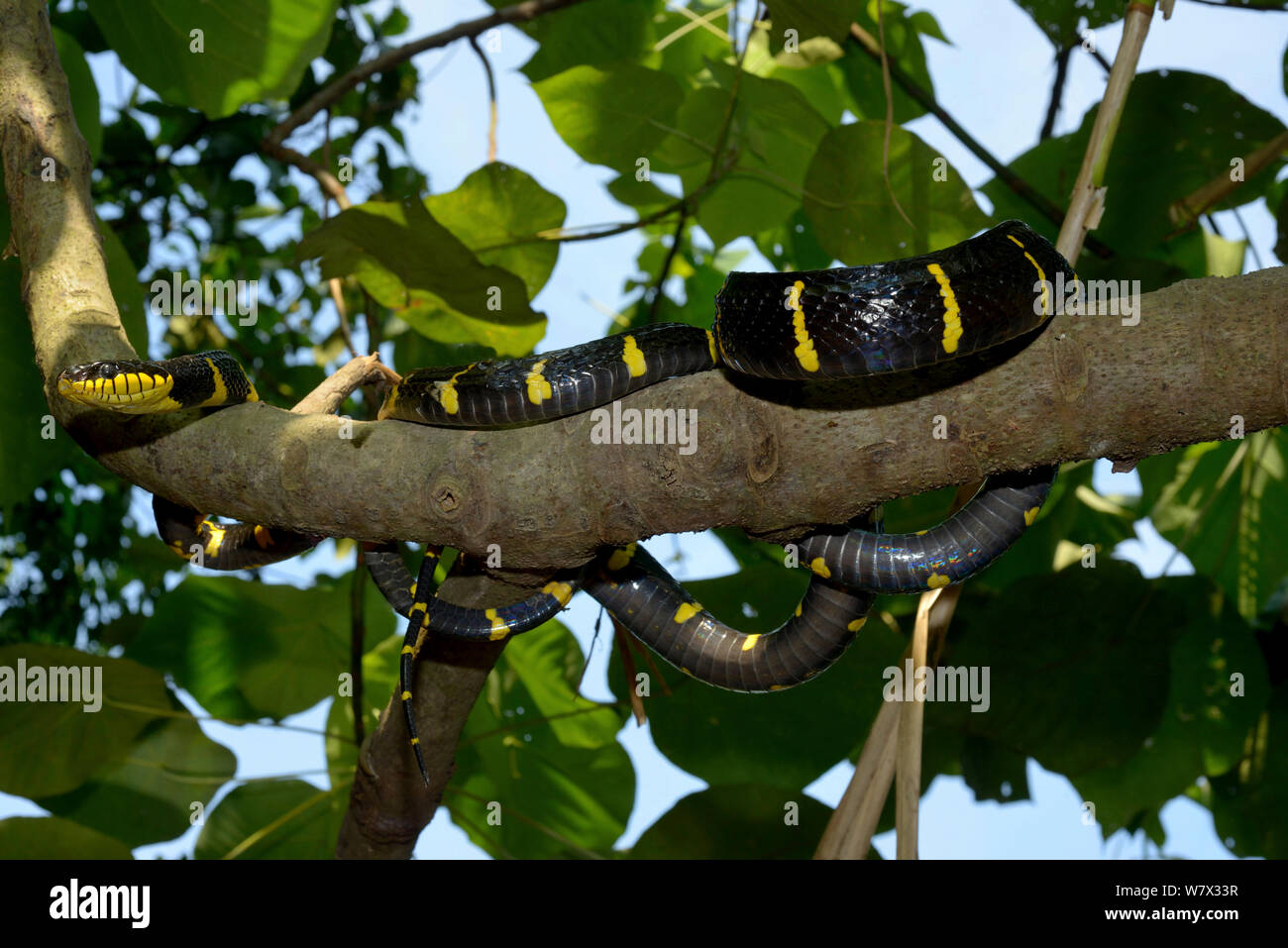 Gold-ringed cat snake (Boiga dendrophila dendrophila) in tree, Malaysia Stock Photo