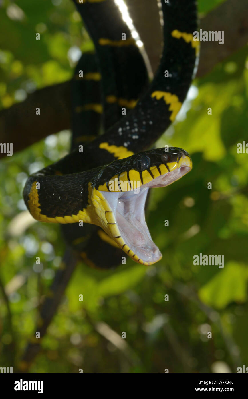 Gold-ringed cat snake (Boiga dendrophila dendrophila) in tree with mouth wide open, Malaysia Stock Photo