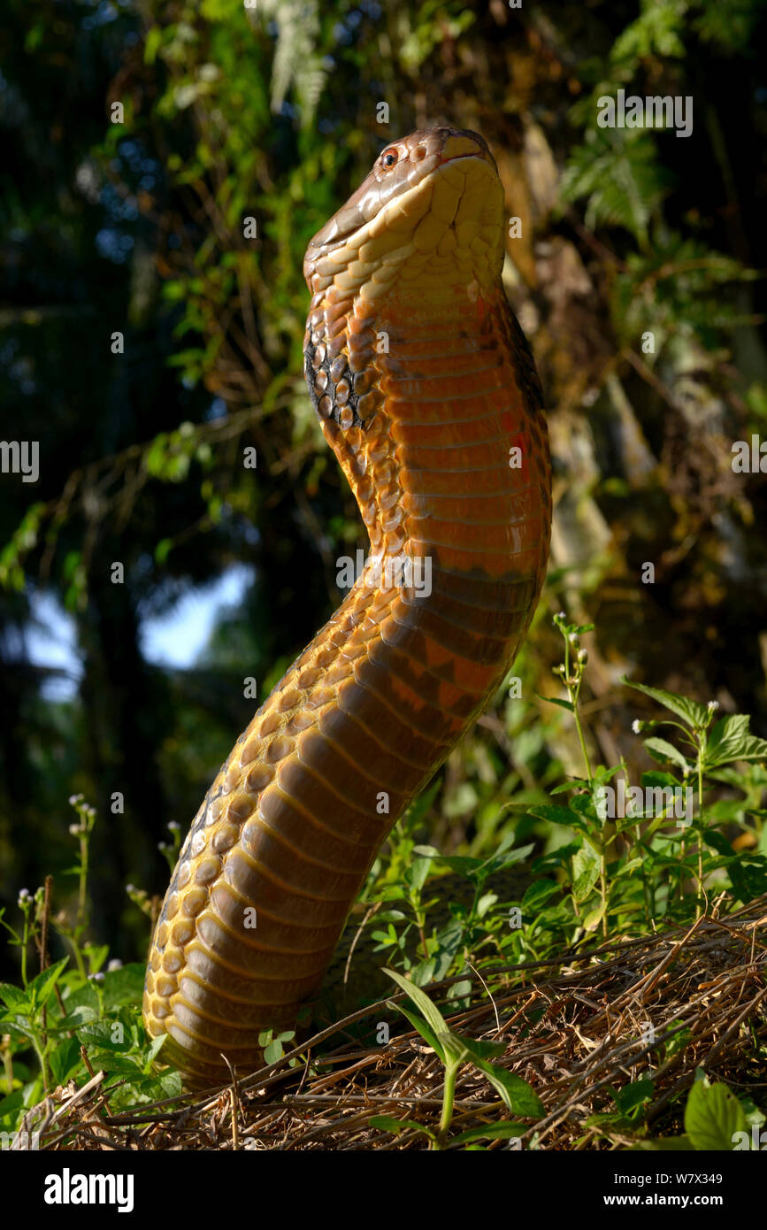 King cobra (Ophiophagus hannah) in strike pose, Malaysia Stock Photo