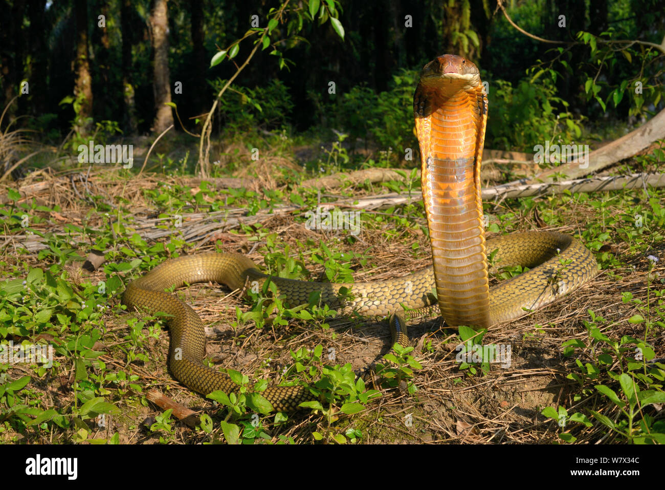 King cobra (Ophiophagus hannah) in strike pose, Malaysia Stock Photo