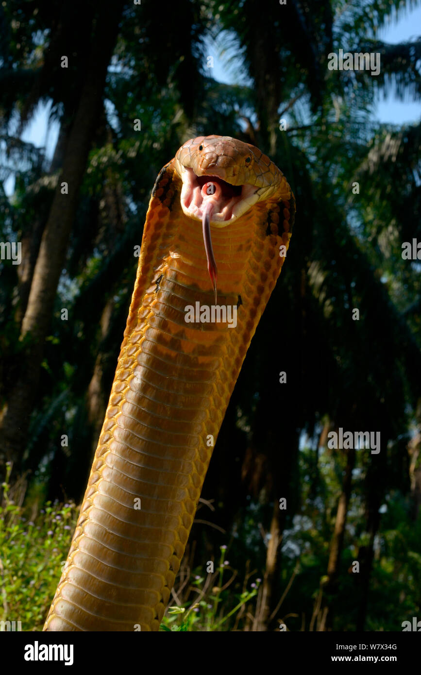 King cobra (Ophiophagus hannah) in strike pose with mouth open, tongue out and glottis (hole like structure in mouth) clearly visible. Malaysia Stock Photo