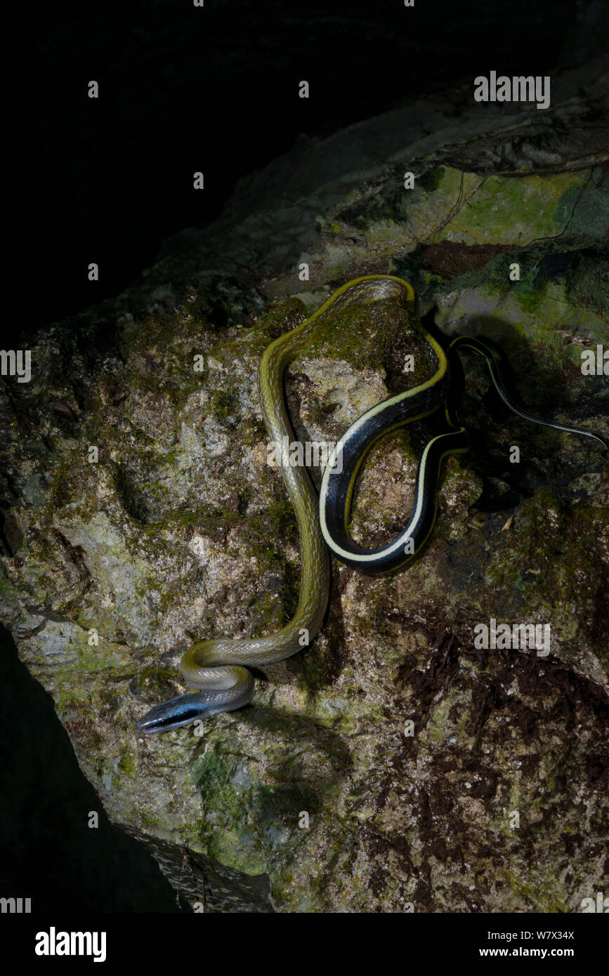 View of Cave-dwelling rat snake (Orthriophis taeniurus ridleyi) in cave ...