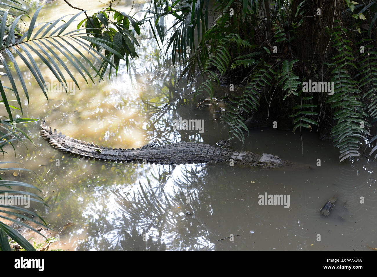 False gharial  (Tomistoma schlegeli) Malaysia Stock Photo