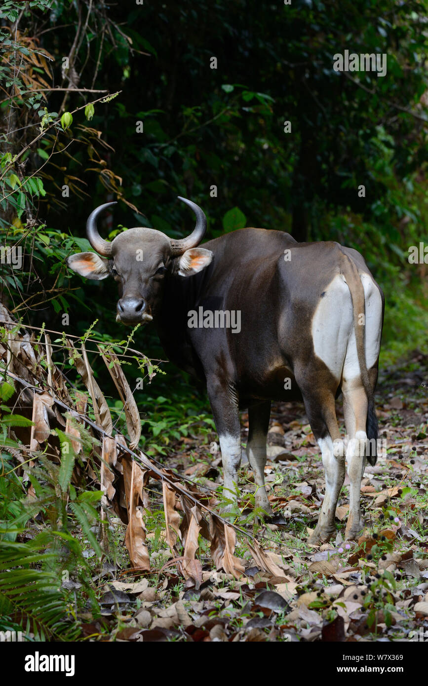 Banteng (Bos javanicus birmanicus) Taman Negara , Malaysia Stock Photo