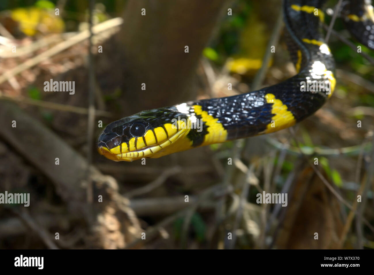 Gold-ringed cat snake (Boiga dendrophila dendrophila) Malaysia Stock Photo