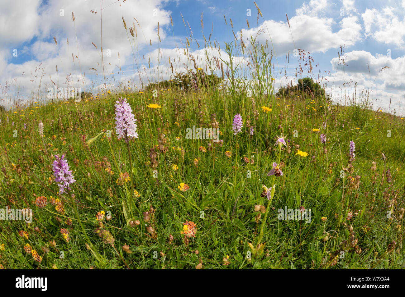 Common Spotted Orchids (Dactylorhiza fuchsii) and Bee Orchid (Ophyris apifera) photographed with fisheye lens to show lowland calcareous grassland habitat. Peak District National Park, Derbyshire, UK. June. Stock Photo