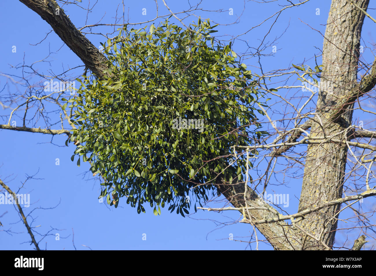 Mistletoe (Viscum album) infestation in Common lime tree (Tilia x europaea). Somerset UK. February. Stock Photo