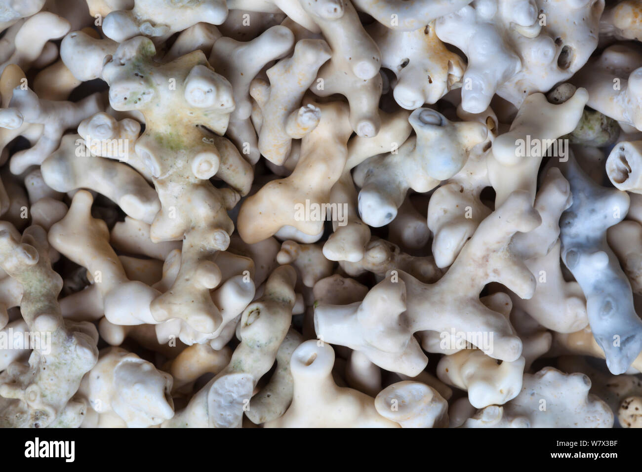 Close up of Claigan &#39;coral beach&#39;. The beaches are not actually coral, but formed from bleached skeletons of a red coraline seaweed (Lithothamnion corallioides) known as maerl. Claigan, Isle of Skye, Inner Hebrides, Scotland, UK. April. Stock Photo