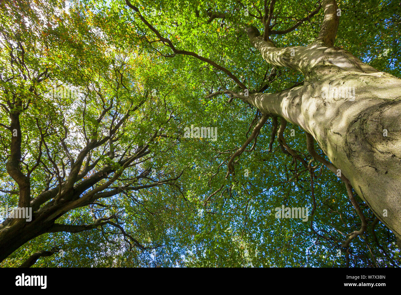 Looking up through a Beech wood canopy (Fagus sylvatica) in summer, Peak District National Park, Derbyshire, UK. August. Stock Photo