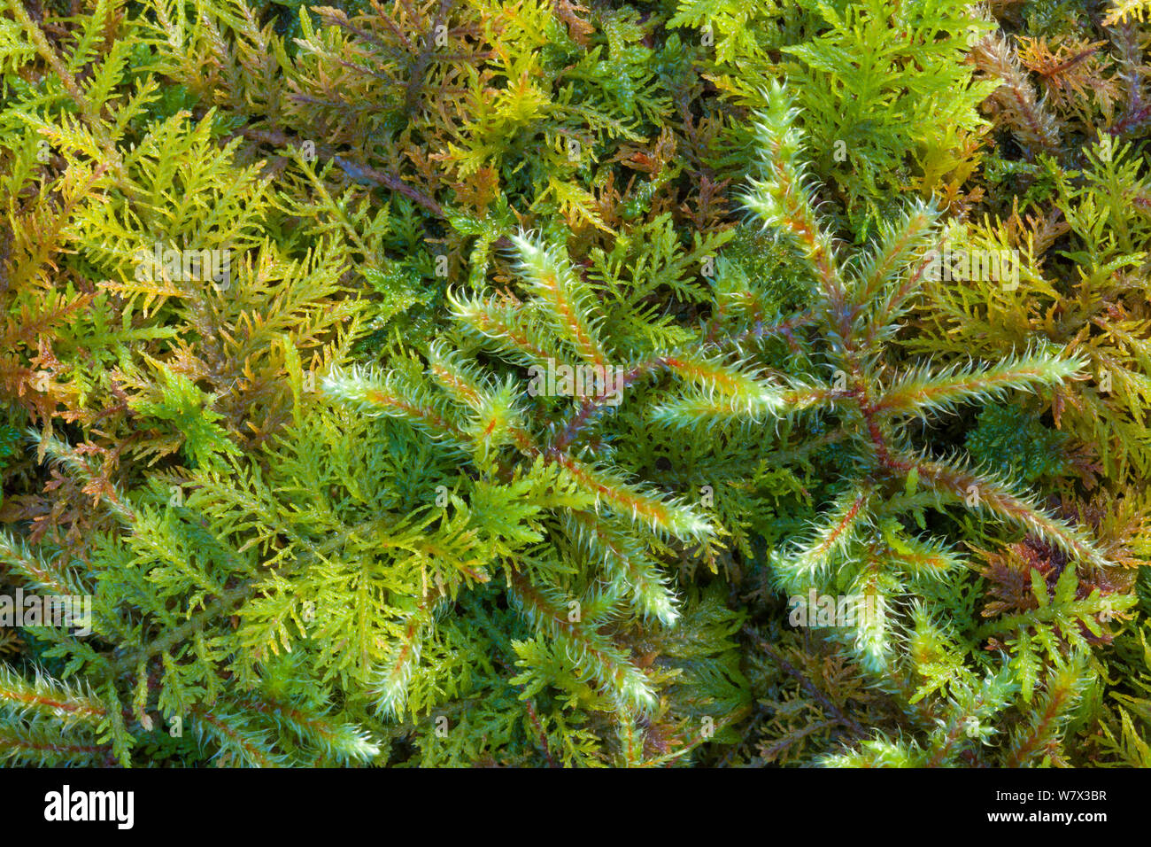 Red-stemmed Feather-moss (Pleurozium schreberi) and Common Tamarisk-moss (Thuidium tamariscinum) growing together in mound. Lake District National Park, Cumbria, UK. February. Stock Photo