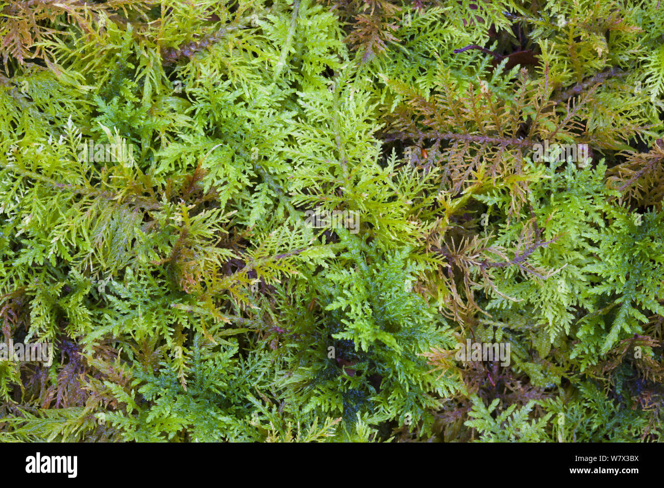 Common Tamarisk-moss (Thuidium tamariscinum) Lake District National Park, Cumbria, UK. February. Stock Photo