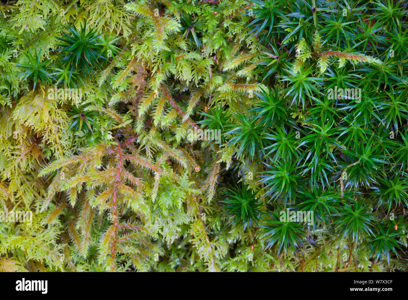 Red-stemmed Feather-moss (Pleurozium schreberi), Bank Haircap Moss (Polytrichum formosum) and Common Tamarisk-moss (Thuidium tamariscinum) growing together in mound. Lake District National Park, Cumbria, UK. February. Stock Photo