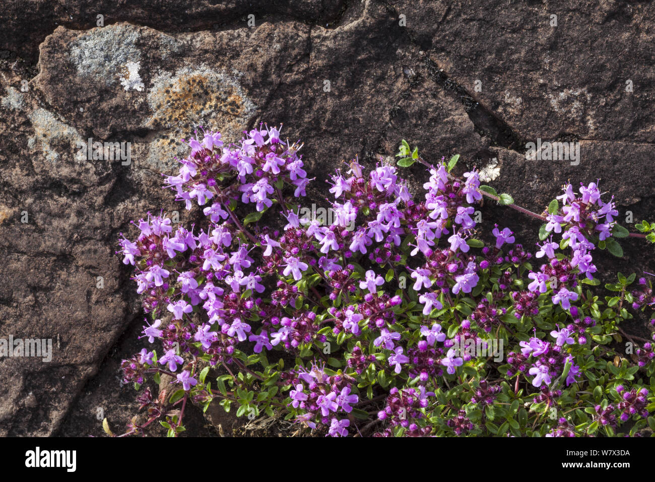 Wild Thyme (Thymus serpyllum) Isle of Mull, Scotland, UK. June. Stock Photo