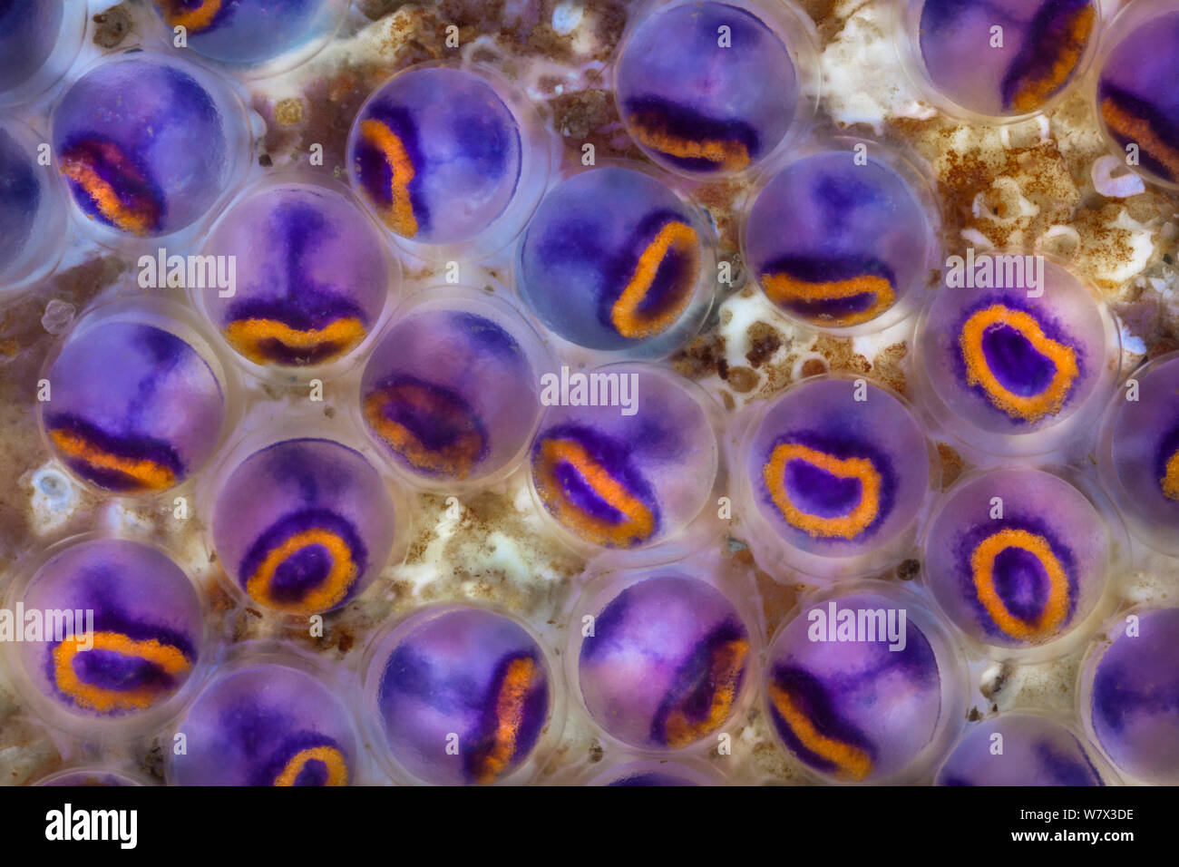 Shanny hires stock photography and images Alamy