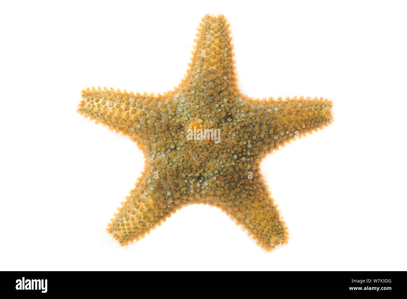 Cushion Star (Asterias rubens) on a white background, Devon, UK. June. Stock Photo