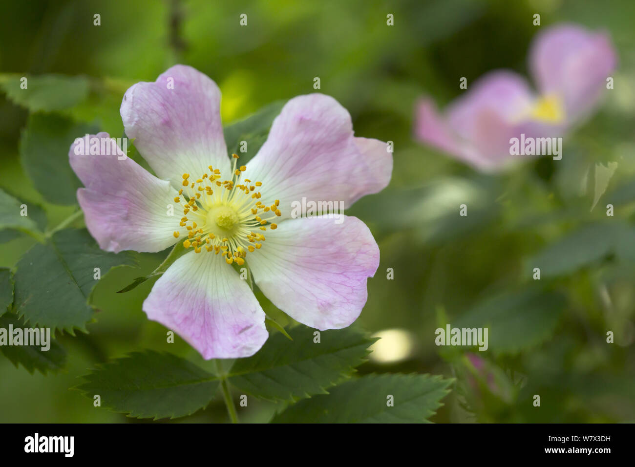 Dog Rose (Rosa canina) Devon, UK. June. Stock Photo