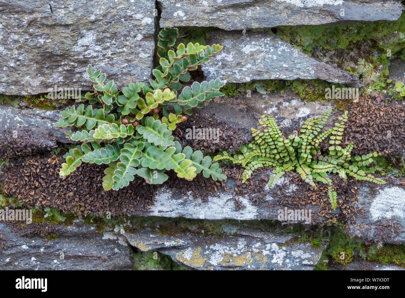 Rustyback Fern (Asplenium ceterach / Ceterach officinarum) and Maiden-hair Spleenwort (Asplenium trichomanes) growing in a dry stone wall. Ambleside, Lake District National Park, Cumbria, UK. February. Stock Photo