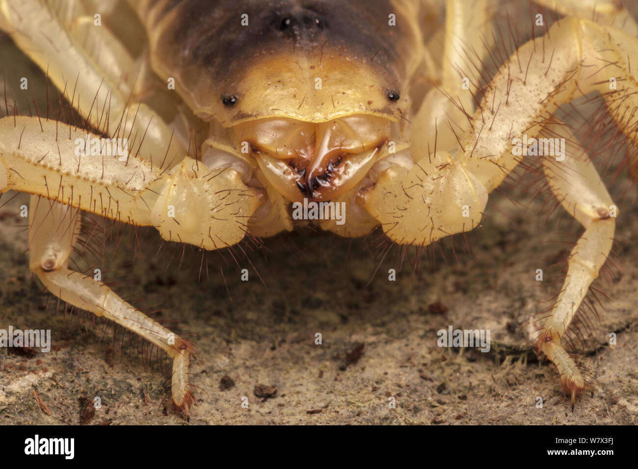 Desert Hairy Scorpion (Hadrurus arizonensis). Captive, originating from North America. Stock Photo