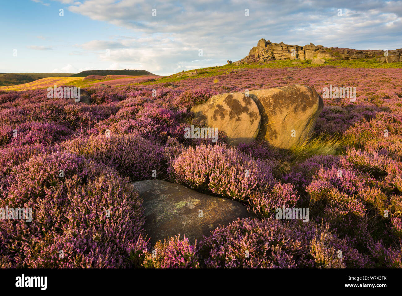 Owler Tor surrounded by ling heather (Calluna vulgaris) in full bloom. Peak District National Park, Derbyshire, UK. August. Stock Photo