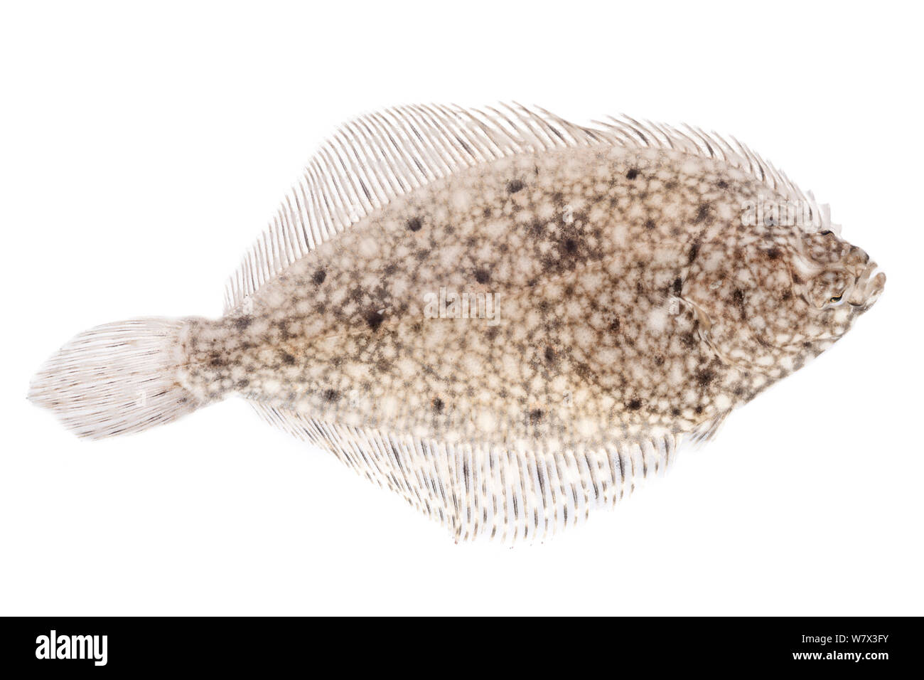 Turbot: A Comprehensive Guide to this Delicious Flatfish