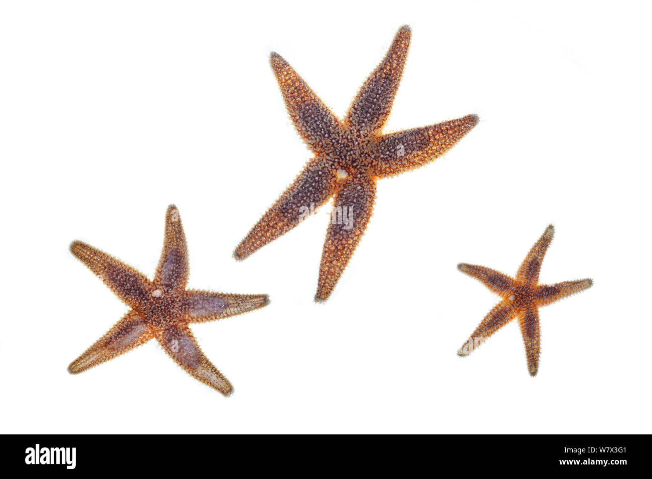 Common starfish (Asterias rubens), photographed in mobile field studio on a white background. Isle of Mull, Scotland, UK. June. Stock Photo