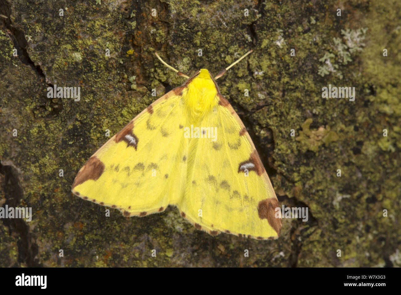 Brimstone moth (Opisthograptis luteolata) Oxfordshire, UK. July. Stock Photo