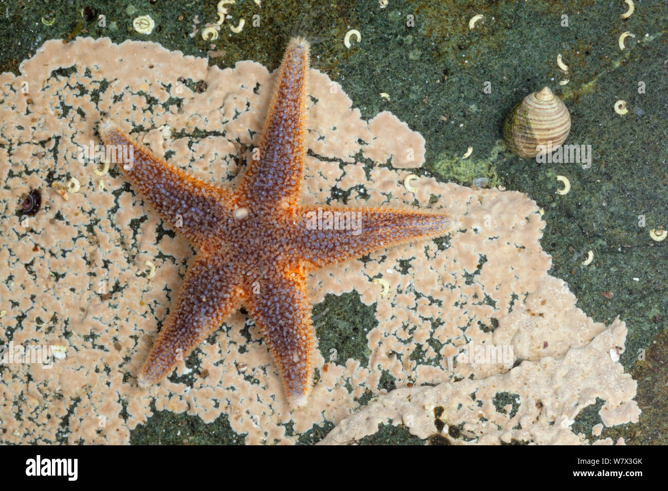 Common starfish (Asterias rubens), Isle of Mull, Scotland, UK. June. Stock Photo