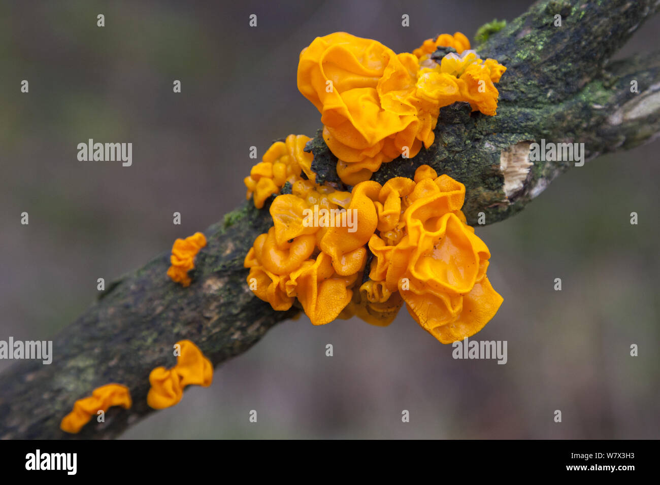 Yellow Brain Fungus (Tremella mesenterica), Lake District National Park, Cumbria, UK. February. Stock Photo