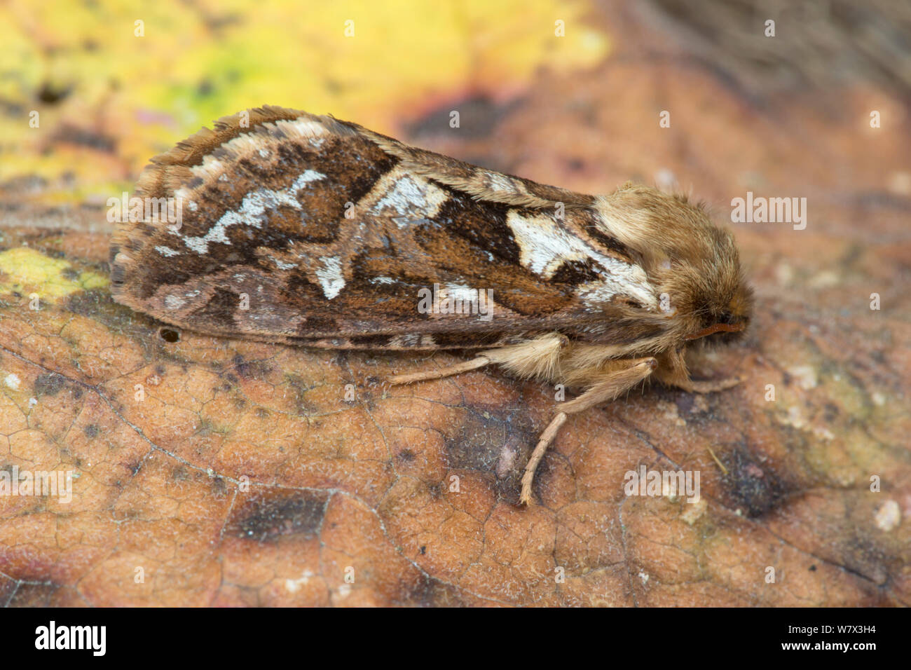 Map-winged Swift (Hepialus fusconebulosa) moth. Peak District National Park, Derbyshire, UK. June. Stock Photo