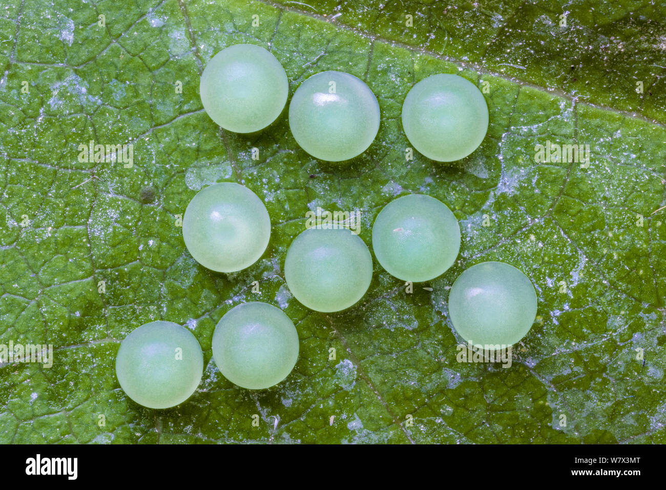 Purple Mort-bleu Butterfly (Eryphanis polyxena) eggs, captive, occurs in South America. Focus stacked image. Stock Photo