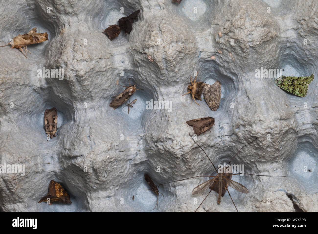 Moths caught in a moth light trap, The National Forest, Leicestershire ...
