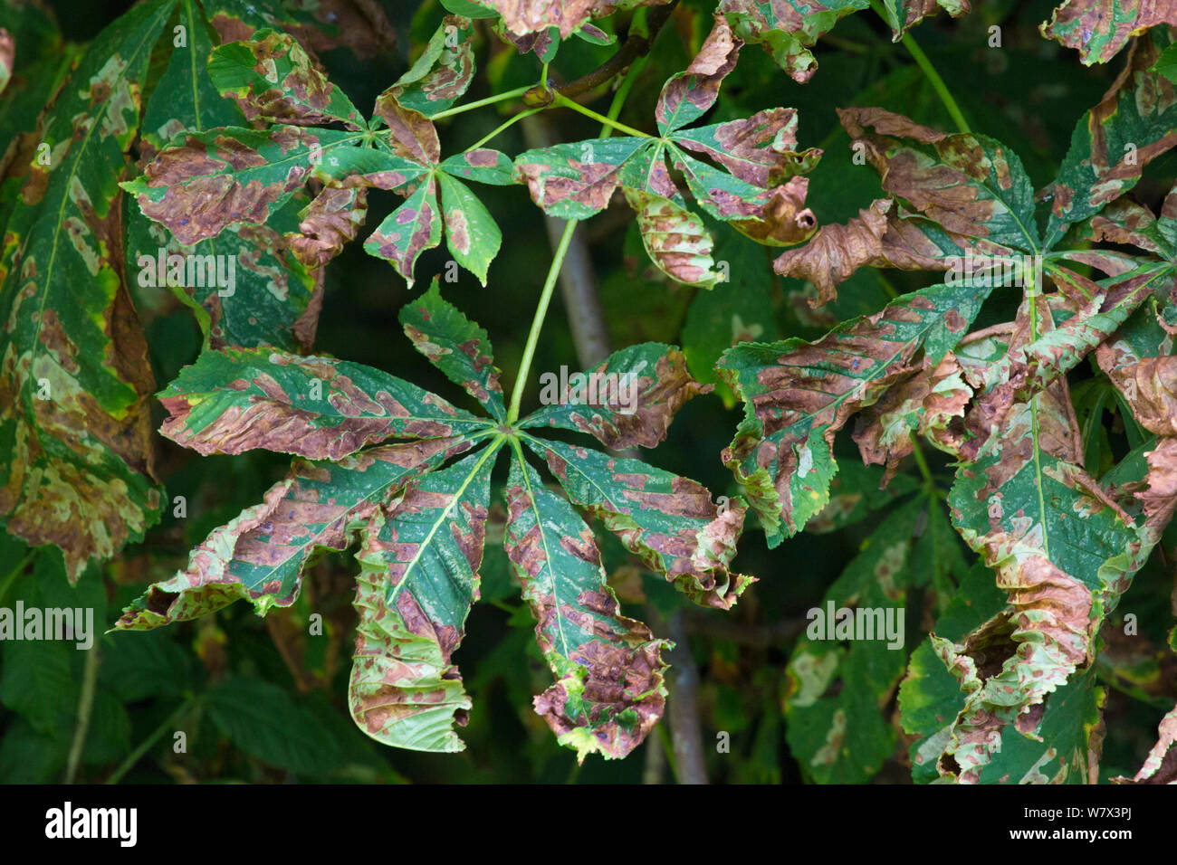 Horse Chestnut leaves (Aesculus hippocastanum) infected with Leaf Miner