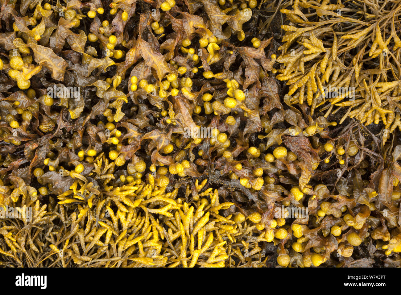 Bladder Wrack (Fucus vesiculosus) and Channelled Wrack (Pelvetia canaliculata) exposed at low tide in middle-shore zone. Isle of Mull, Scotland, UK. June. Stock Photo
