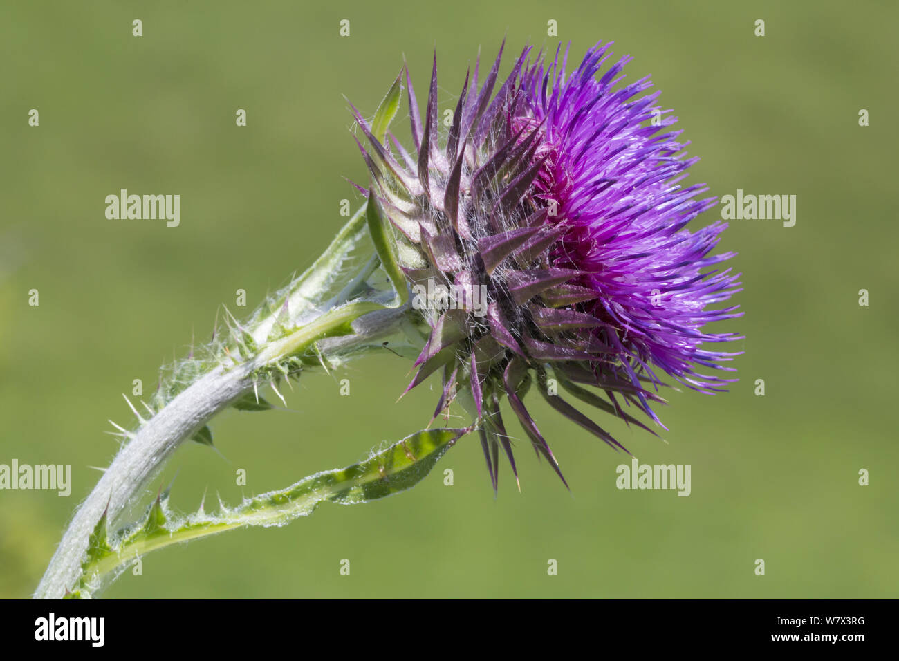 Musk Thistle (Carduus nutans) Devon, UK. June. Stock Photo