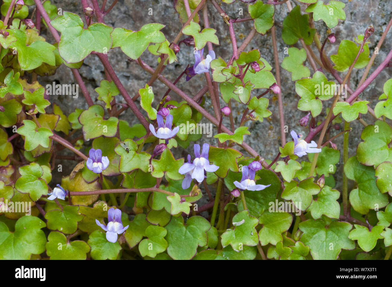Ivy-leaved toadflax (Cymbalaria muralis) growing on stone wall, Peak District National Park, Derbshire, UK. April. Stock Photo