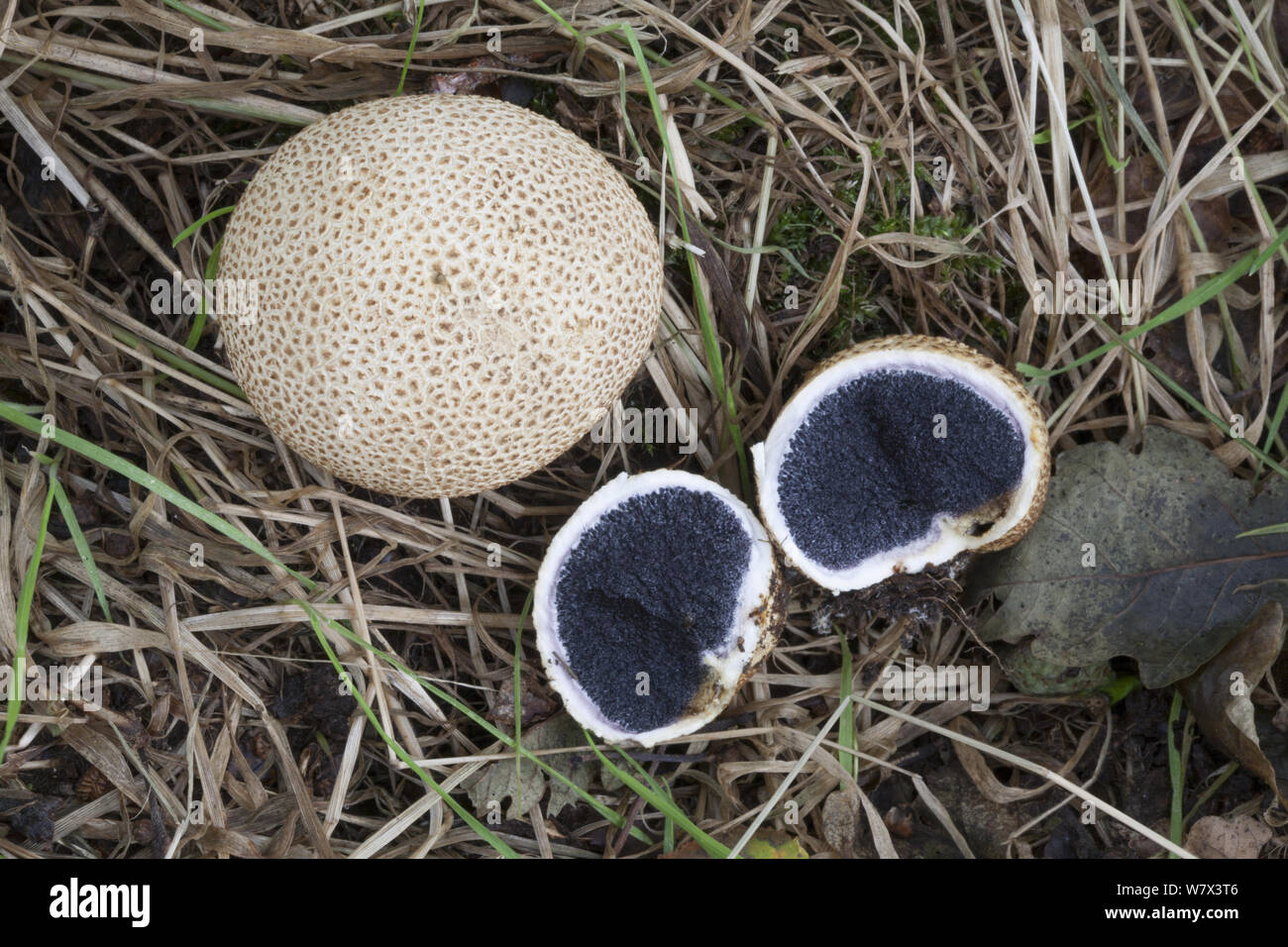 Common Earthball (Scleroderma citrinum) including opened specimen revealing black spores. Growing in deciduous woodland. Derbyshire, UK. September. Stock Photo