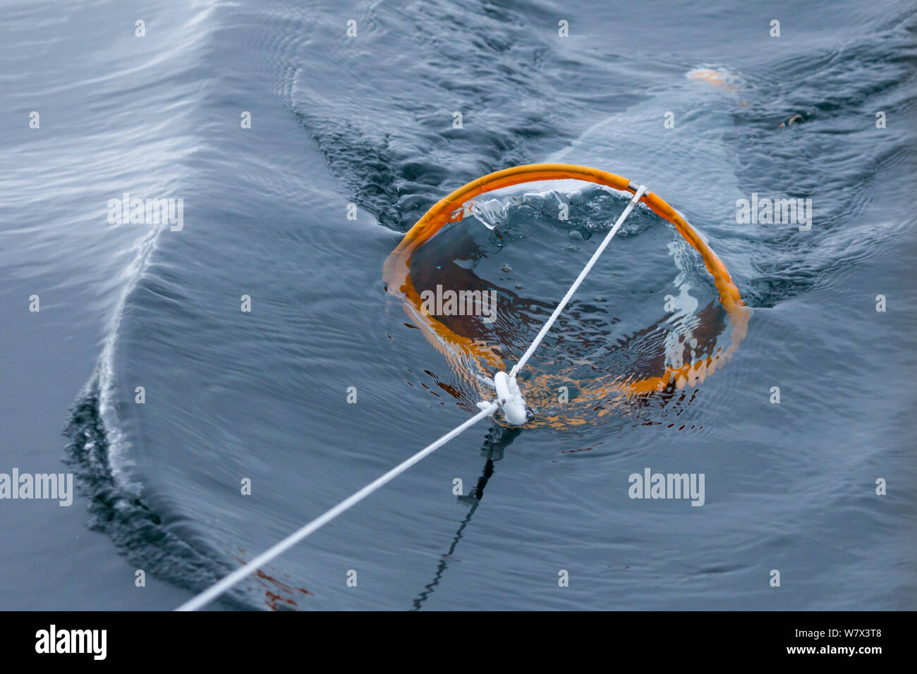 Scientist using plankton net to survey marine fauna. Isle of Mull, Scotland, UK, June. Stock Photo