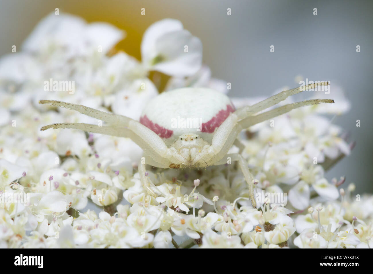 White form of Goldenrod Crab Spider (Misumenia vatia) camouflaged on umbellifer flowers waiting to ambush its prey. Devon, UK. June. Stock Photo