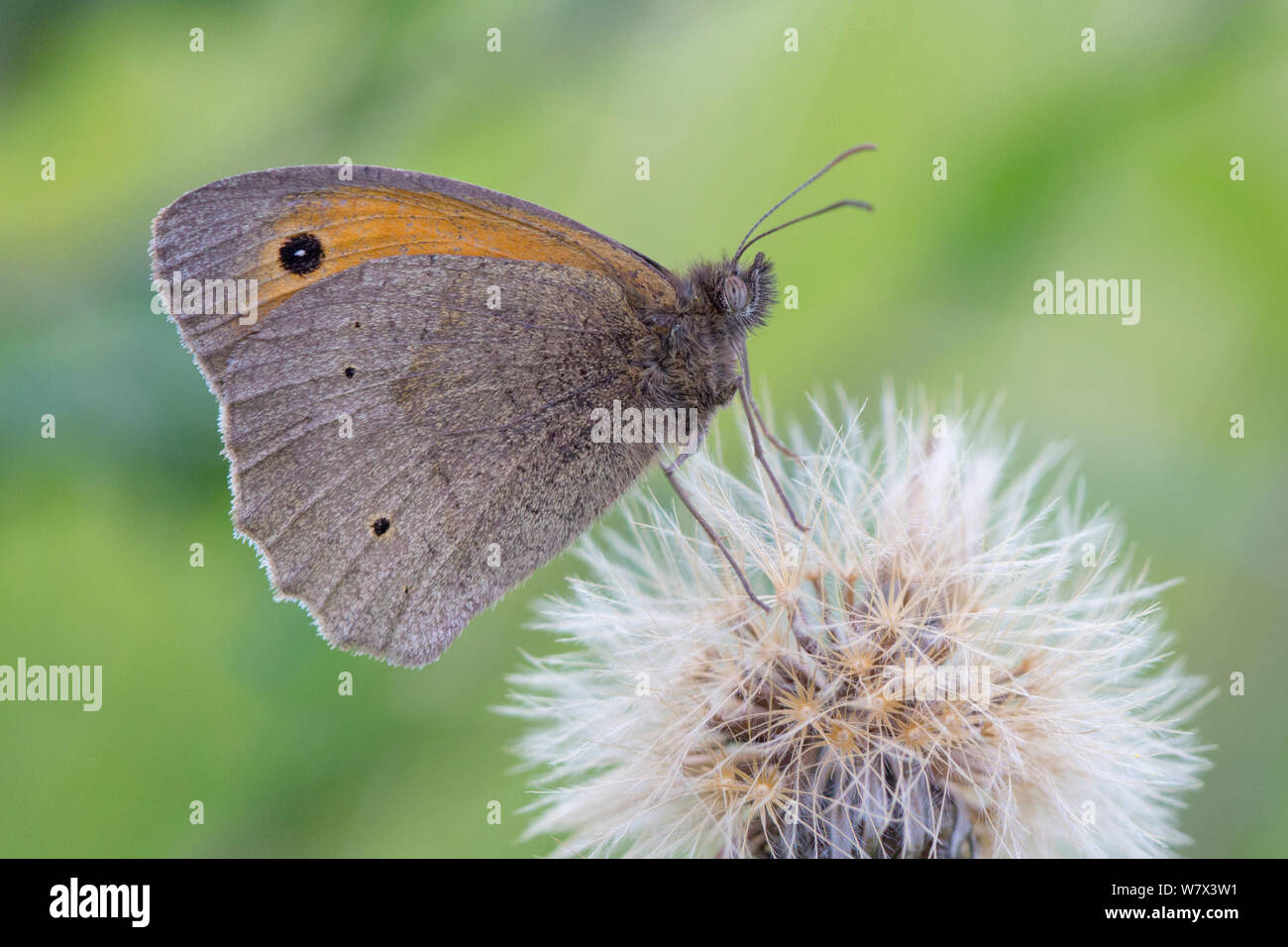 Meadow brown butterfly (Maniola jurtina) Peak District National Park, Derbyshire, UK. July. Stock Photo