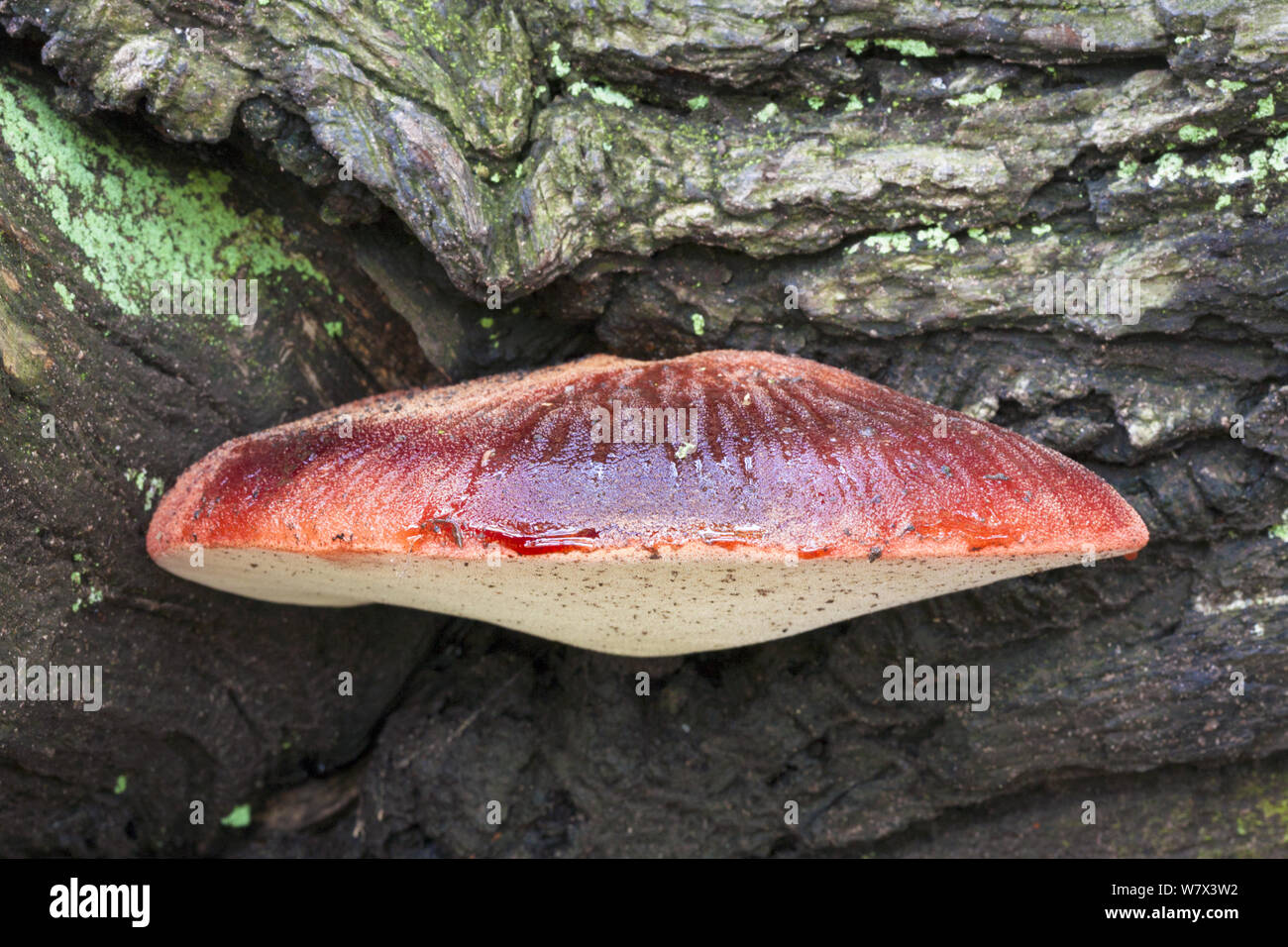 Beefsteak Fungus (Fistulina hepatica) growing on English Oak tree (Quercus robur). Derbyshire, UK. September. Stock Photo