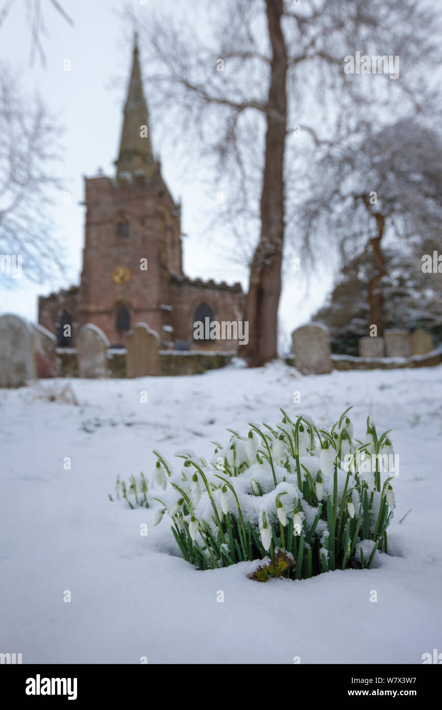 Clump of Snowdrops (Galanthus nivalis) flowering in front of Bonsall village church after a snowfall.  Peak District National Park, Derbyshire. February 2013. Stock Photo
