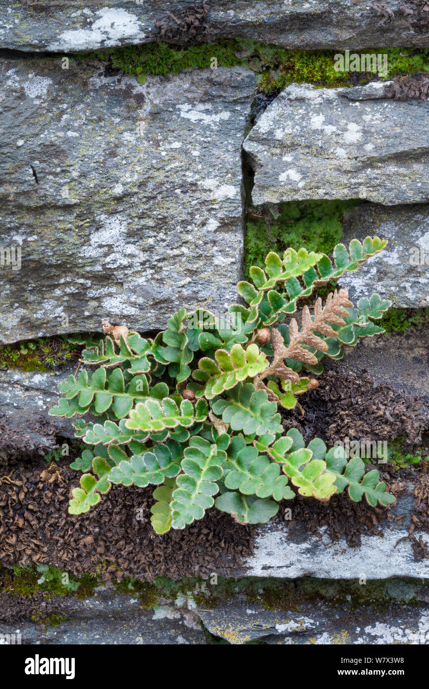 Rustyback Fern (Asplenium ceterach) growing in a dry stone wall. Ambleside, Lake District National Park, Cumbria, UK. February. Stock Photo