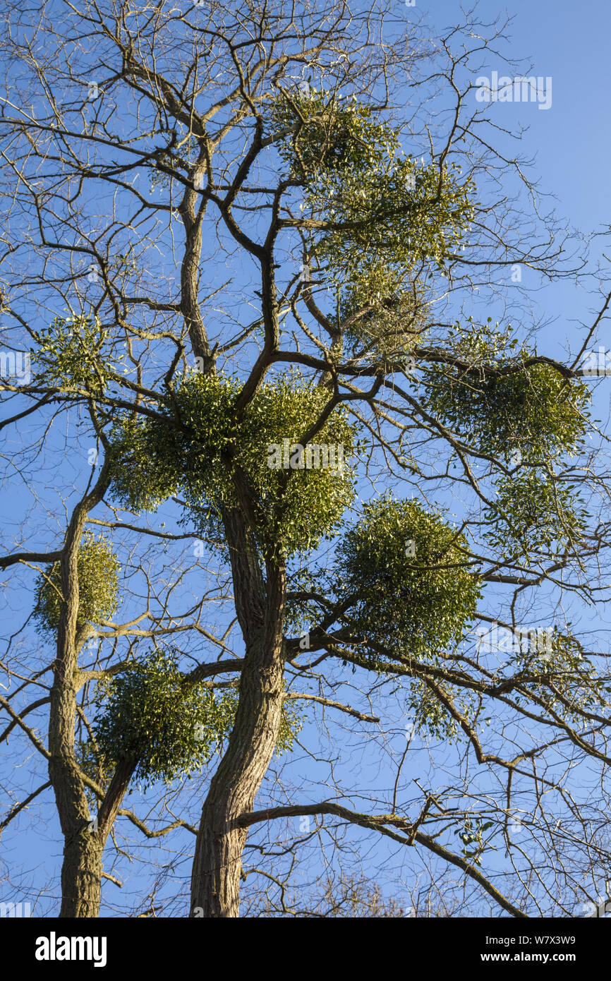 Mistletoe (Viscum album) growing in tree, Somerset UK. February. Stock Photo