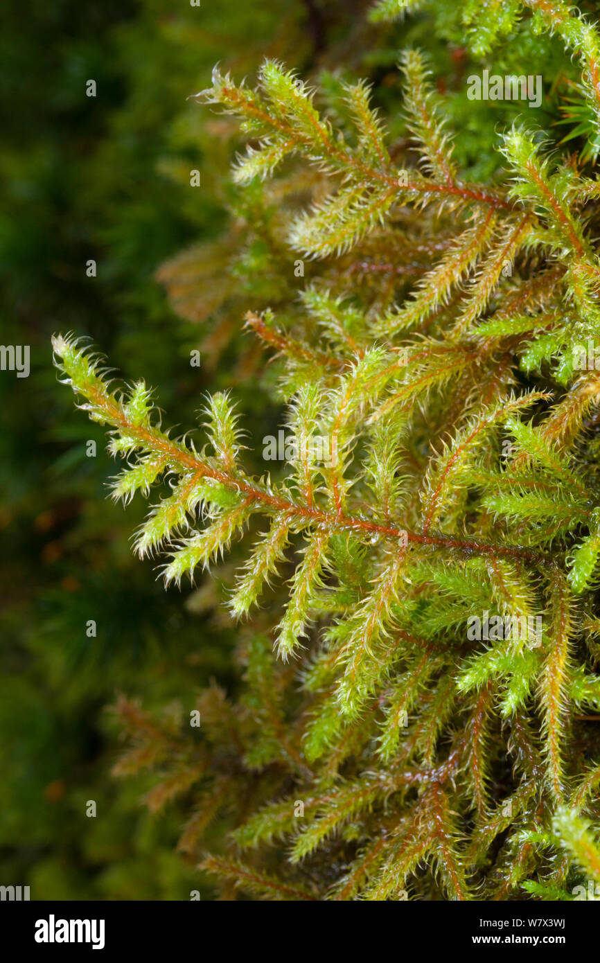 Red-stemmed Feather-moss (Pleurozium schreberi) Lake District National Park, Cumbria, UK. February. Stock Photo