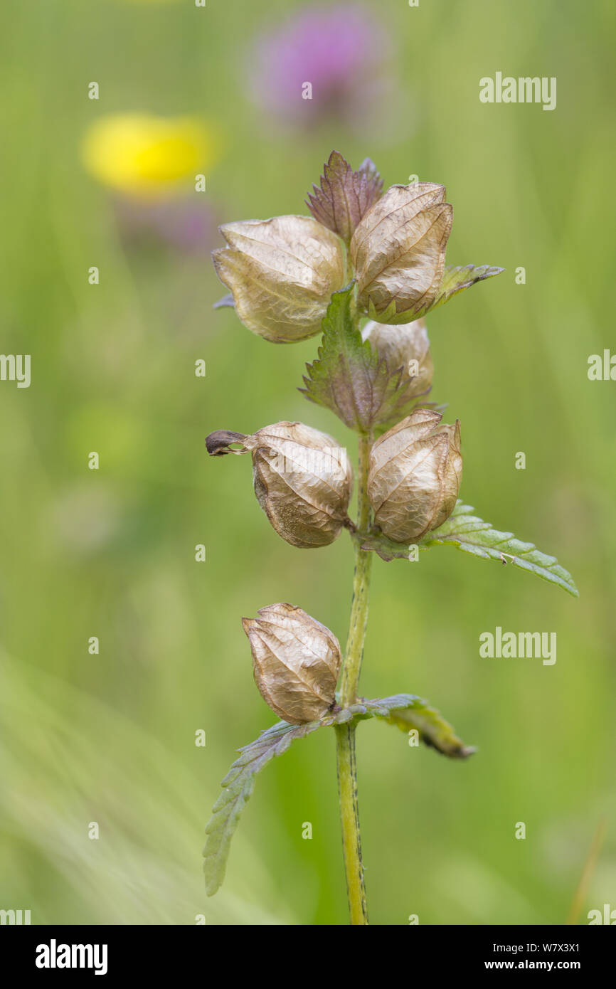Yellow Rattle (Rhinanthus minor) ripe seed capsules. Derbyshire, UK ...