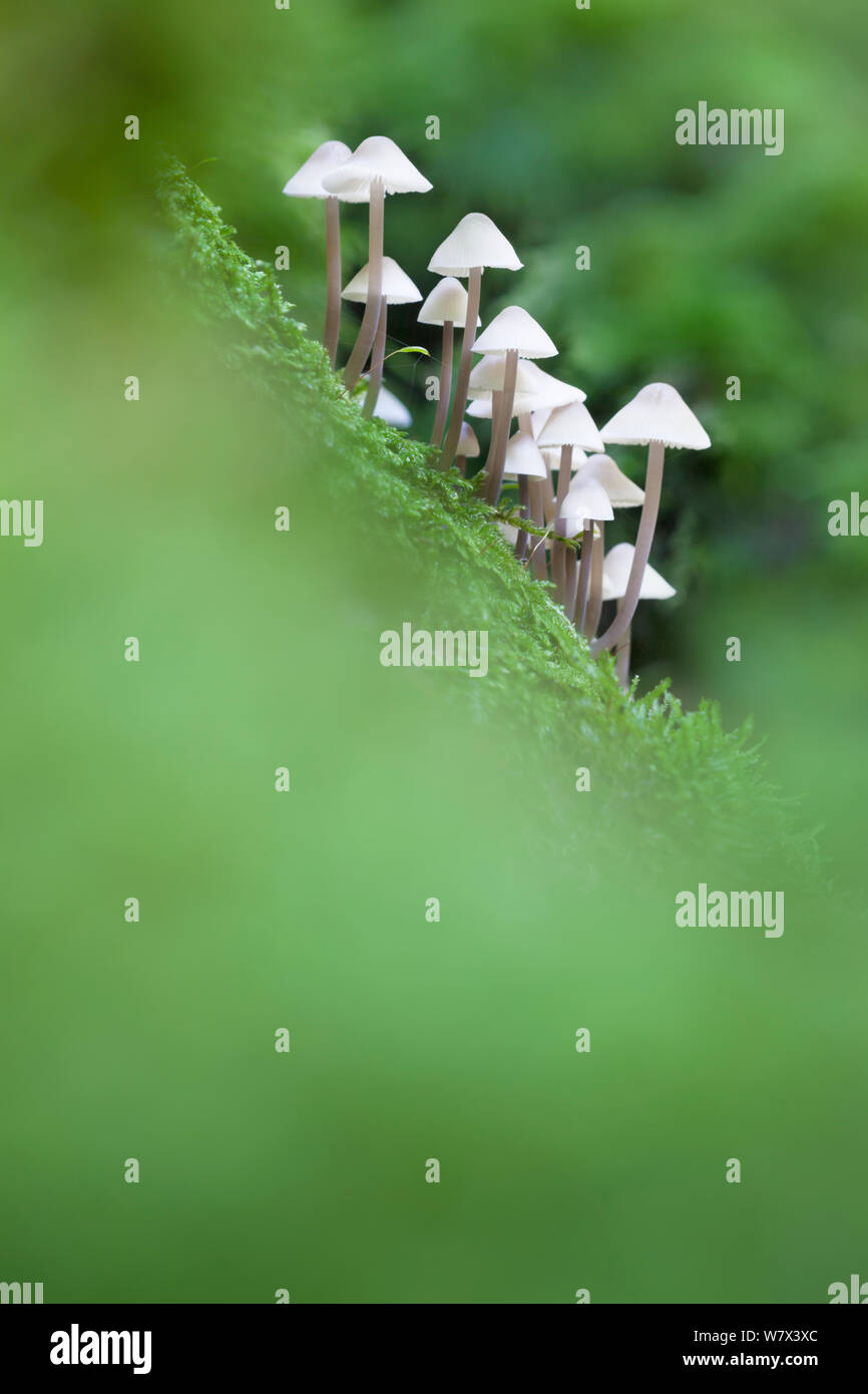 Toadstools (Mycena sp.) growing on decaying wood, Peak District National Park, Derbyshire, UK. October. Stock Photo