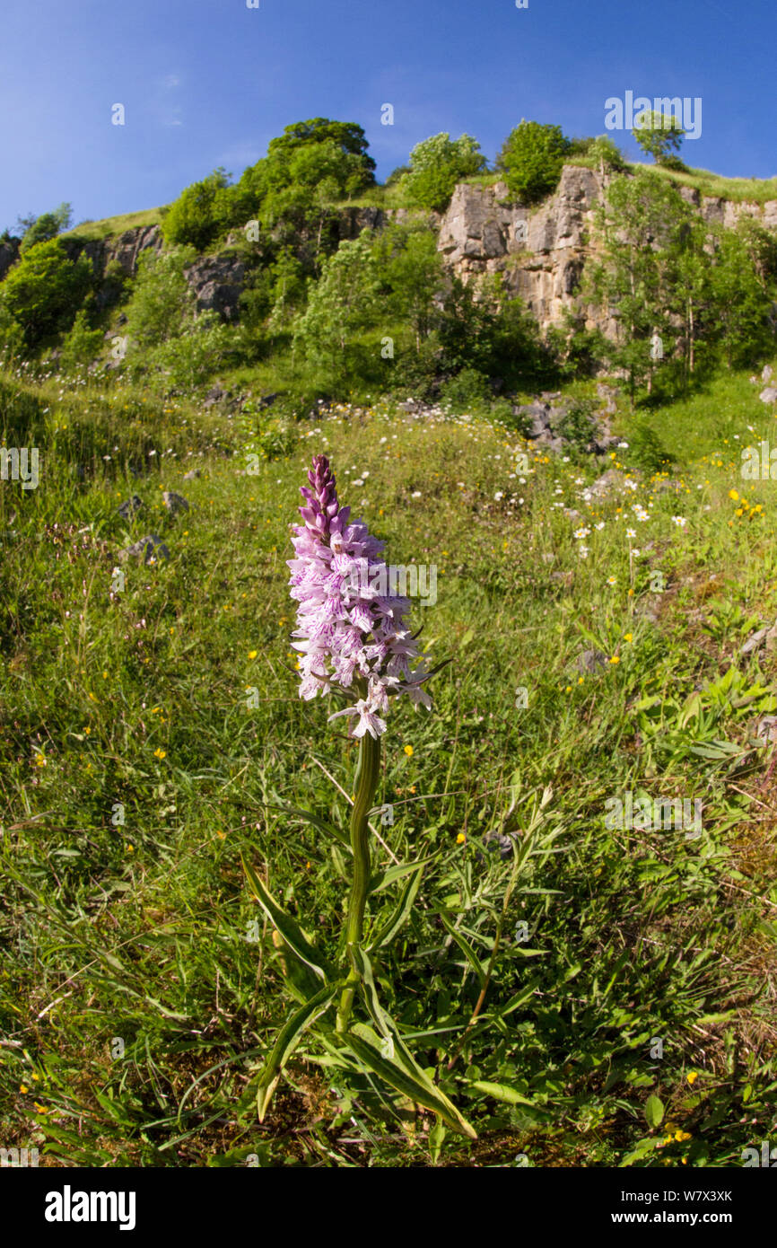 Common Spotted Orchid (Dactylorhiza fuchsii), showing disused limestone quarry habitat. Peak